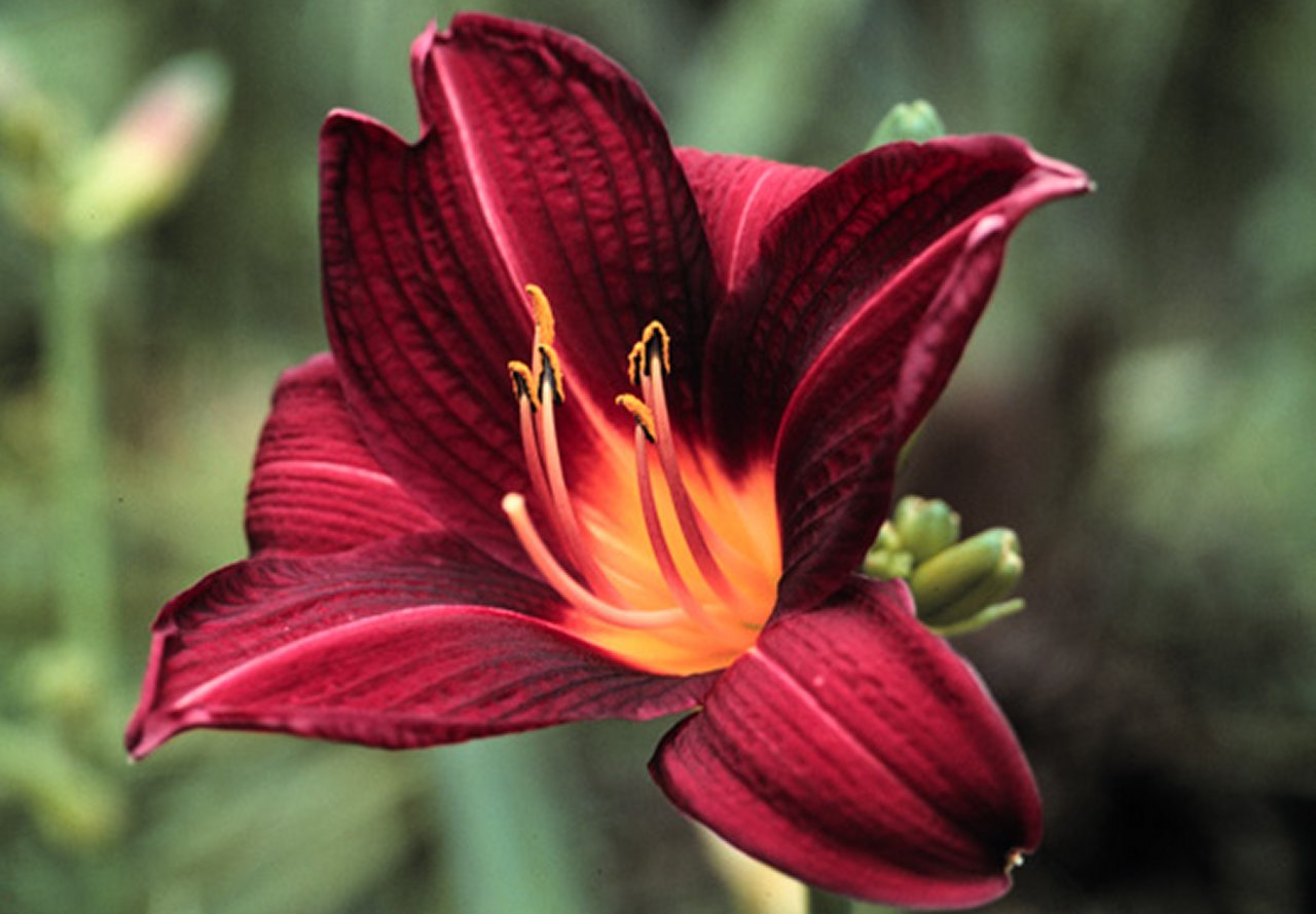 Fire Lily
